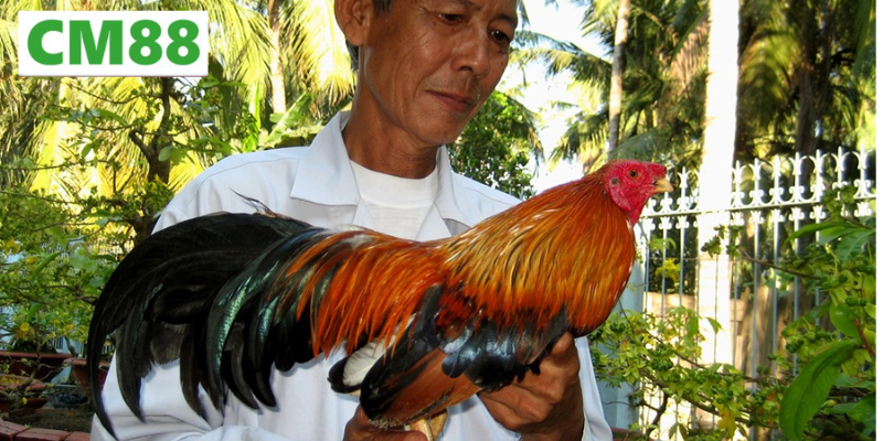Hệ thống đá gà 88 là gì